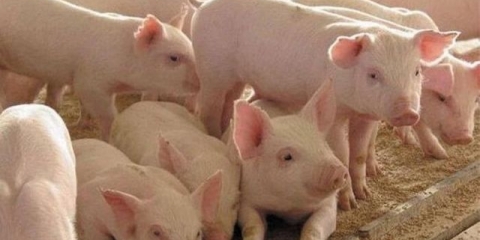 Čime hraniti prasad